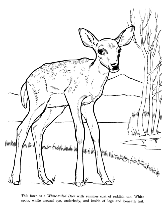 animal tails coloring pages animal drawings coloring pages white tail deer tails animal pages coloring 