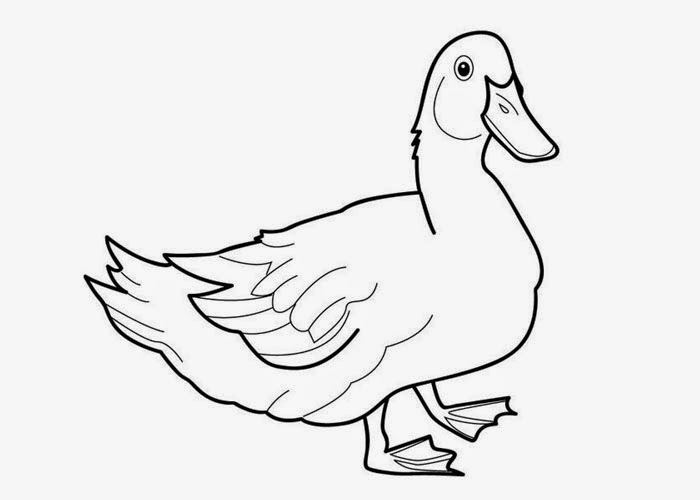 colouring page of duck holly holm catapulted up in the rankings is now the 2 of colouring duck page 