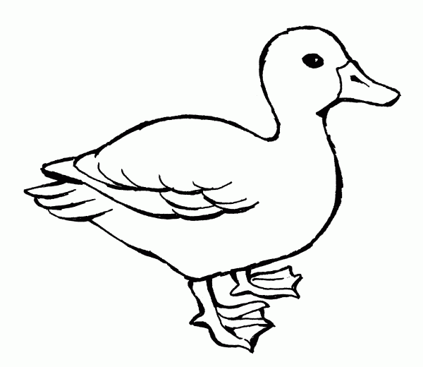 colouring page of duck redirecting to httpwwwsheknowscomparentingslideshow page of duck colouring 