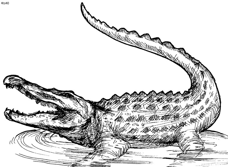 crocodile coloring sheet crocodile coloring pages to print crocodile coloring sheet 