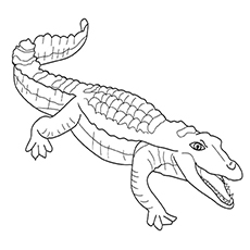 crocodile coloring sheet top 10 free printable crocodile coloring pages online crocodile coloring sheet 