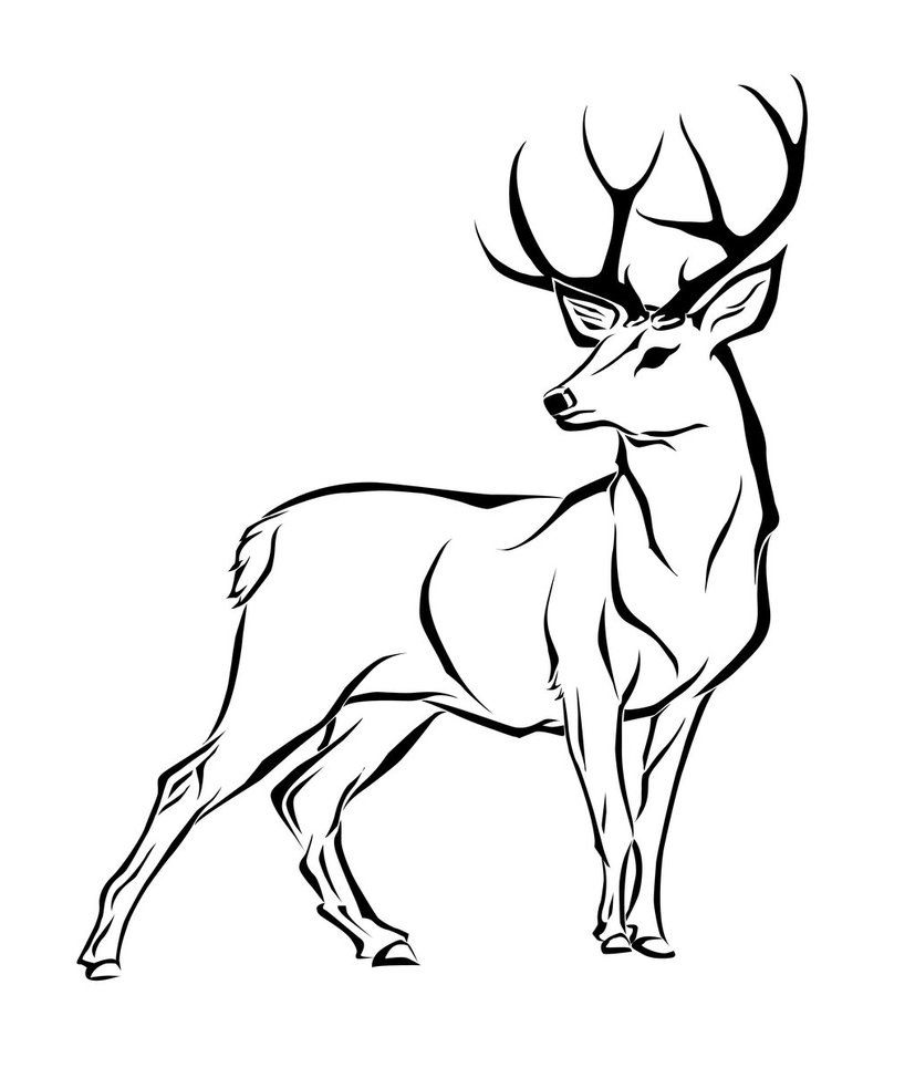 deer sketch 24 free deer drawings designs free premium templates sketch deer 