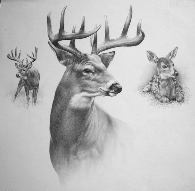 deer sketch all muscle red deer stag drawing by patricia howitt sketch deer 