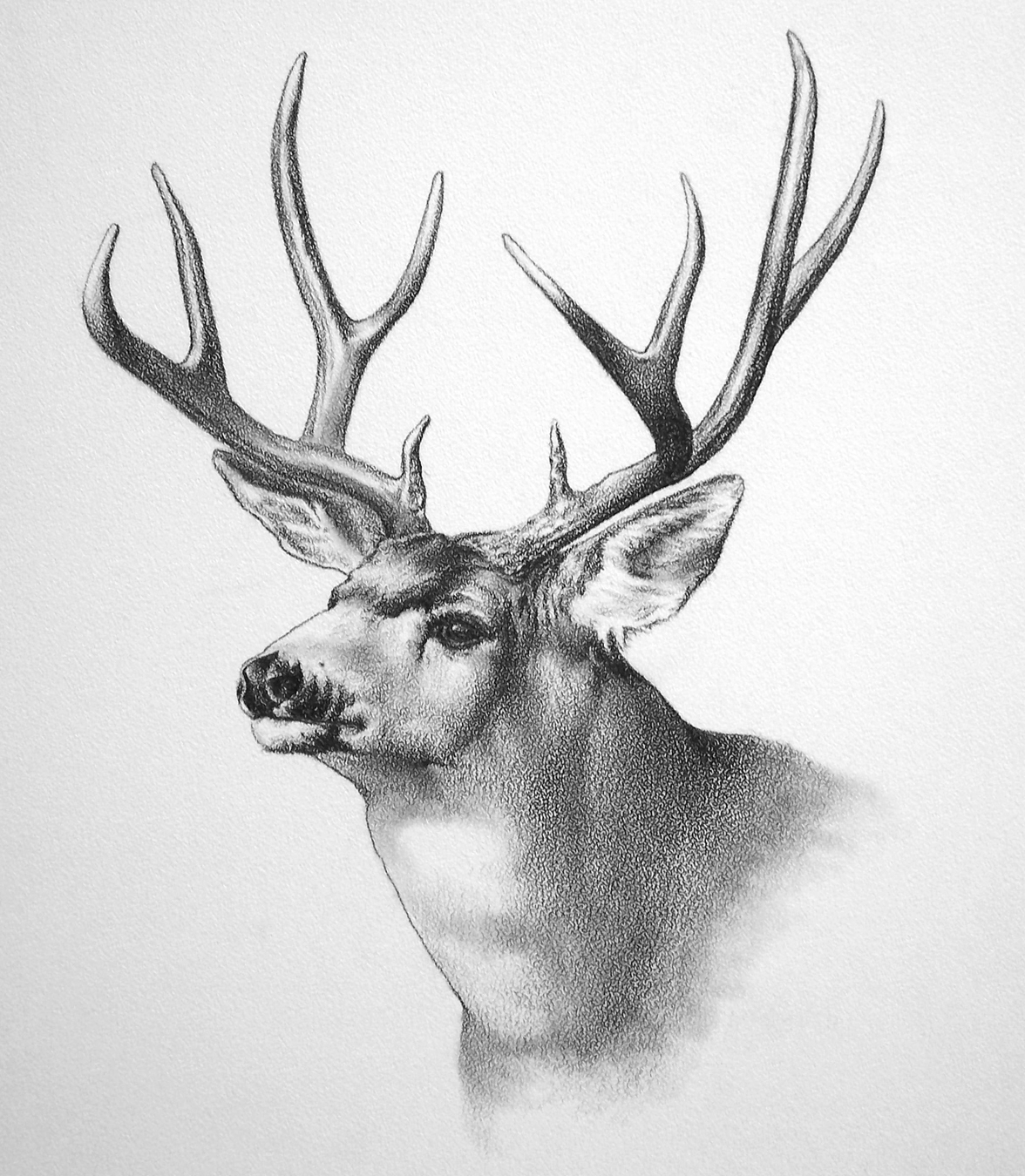 deer sketch deer sketch stock photo more pictures of animal istock deer sketch 