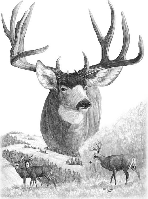 deer sketch the value of value may 2012 sketch deer 