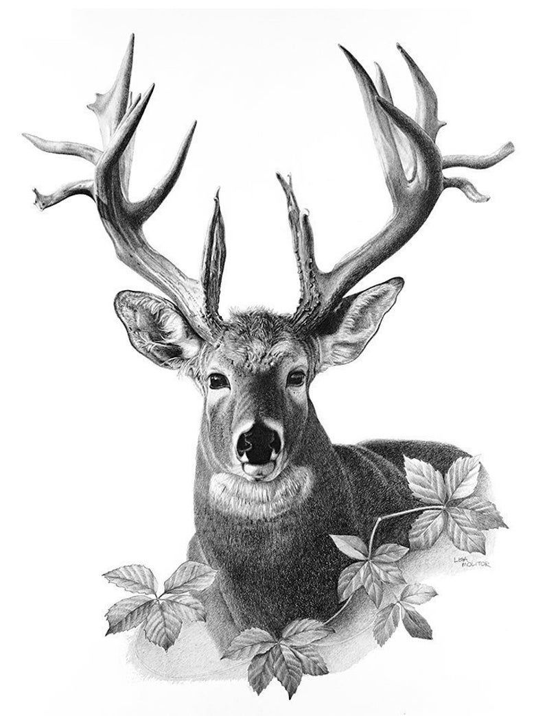 deer sketch wildlife art by ken oliver at coroflotcom deer sketch 