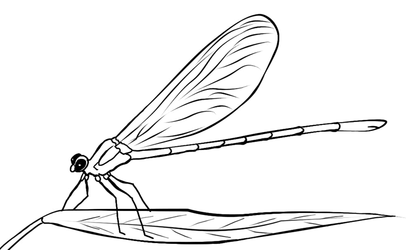 dragonfly colouring page ridethelowrider1 dragonfly colouring page 