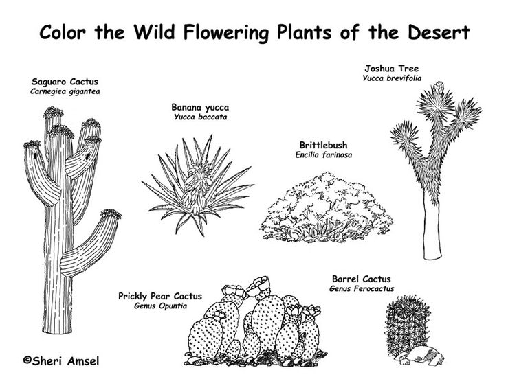 pictures of animals in desert desert animals coloring pages az sketch coloring page pictures in desert animals of 