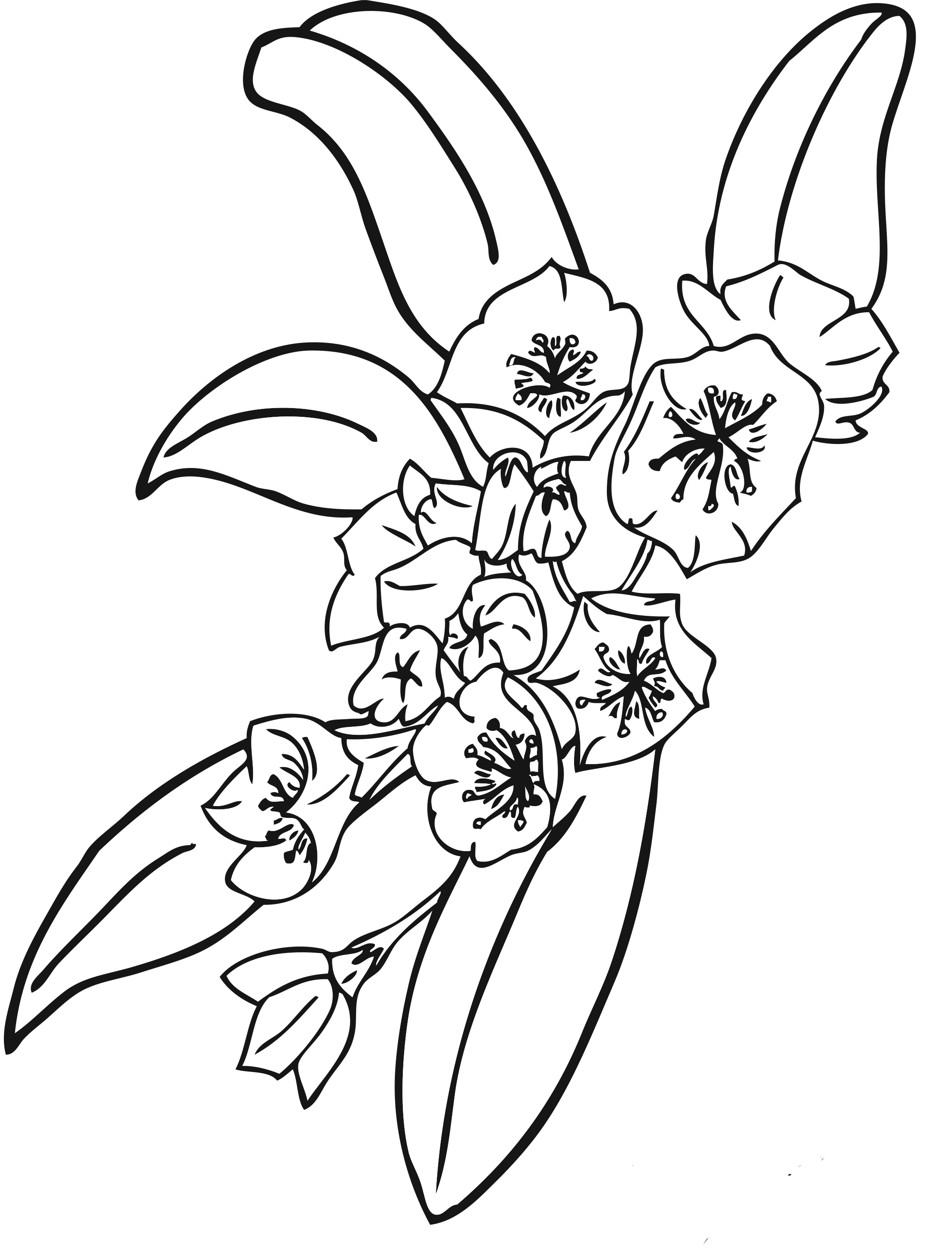 pictures of flowers for coloring free printable flower coloring pages for kids best for of coloring flowers pictures 