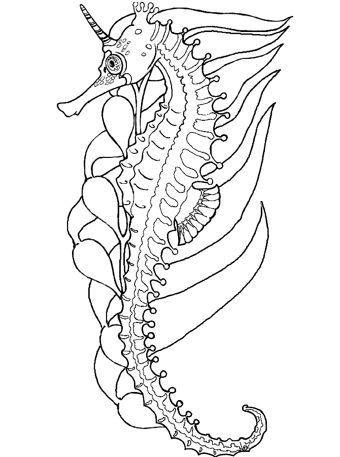 pictures of seahorses to colour personalized printable sea horse under the sea seahorse colour pictures to seahorses of 