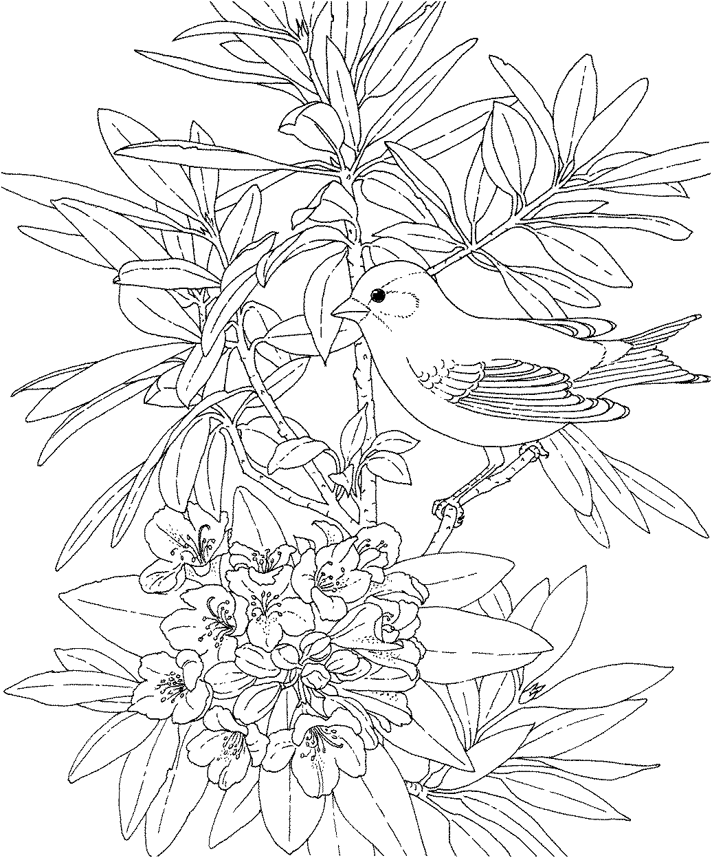 printable flowers to color vintage flower coloring pages on behance to printable color flowers 