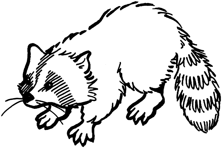 raccoon pictures to print raccoon playing banjo coloring page download print raccoon to print pictures 