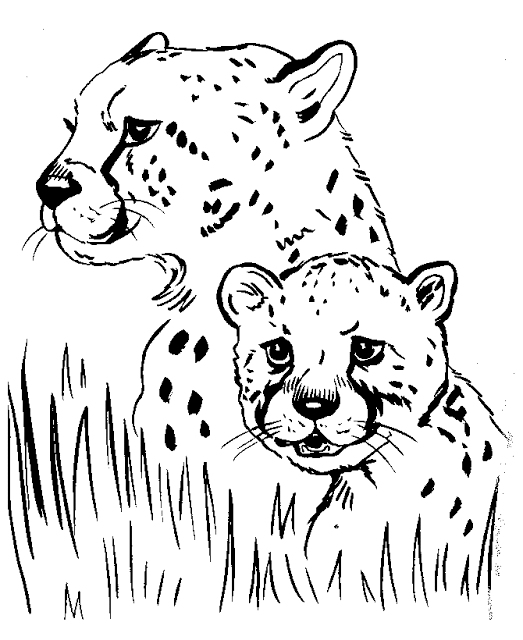 realistic animal coloring pages realistic animal coloring pages free printable animals pages coloring animal realistic 