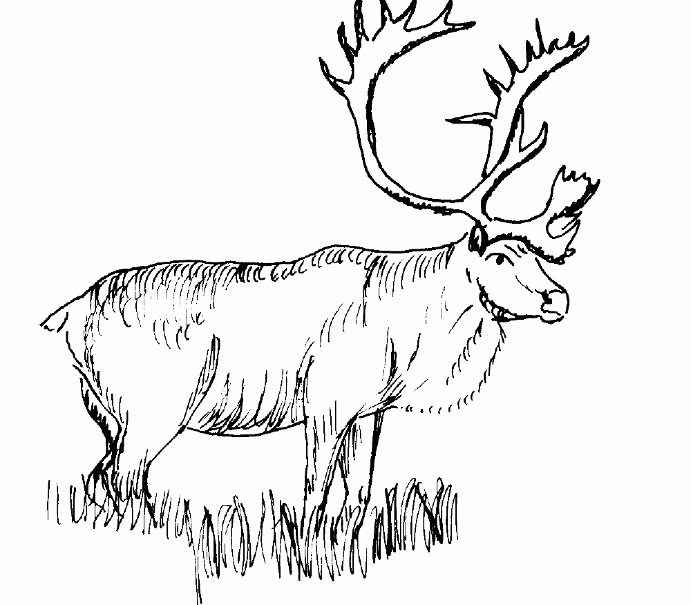 realistic animal coloring pages realistic animals coloring pages only coloring pages realistic animal coloring pages 