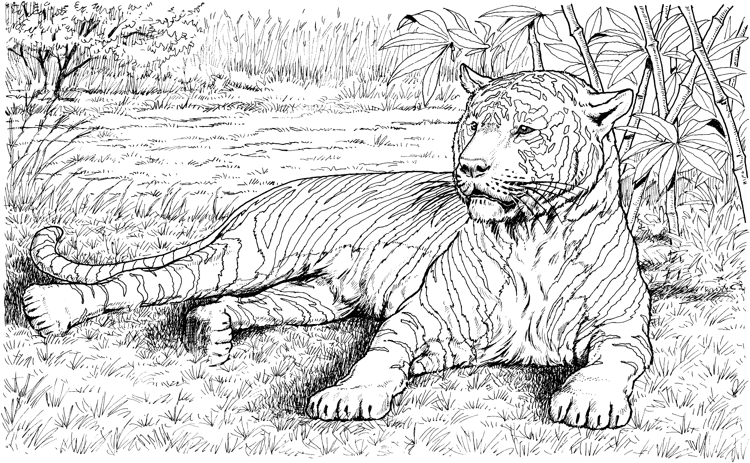 realistic animal coloring pages realistic coloring pages only coloring pages realistic animal coloring pages 