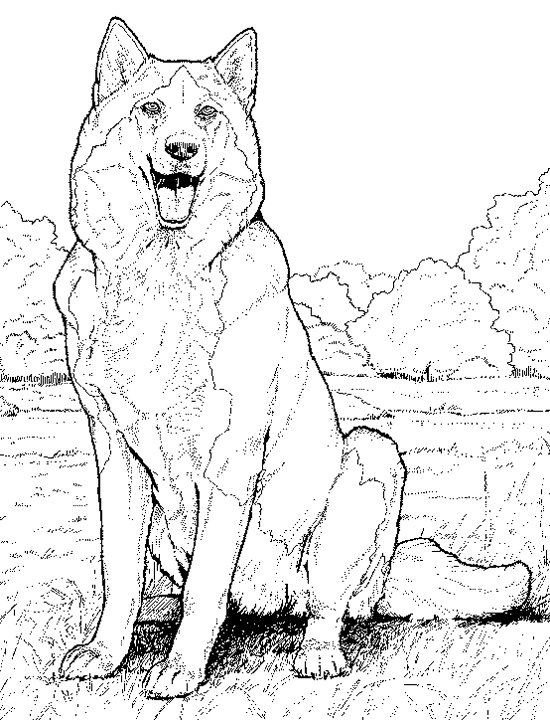 realistic animal coloring pages tpwd kids color the fox squirrel coloring animal realistic pages 