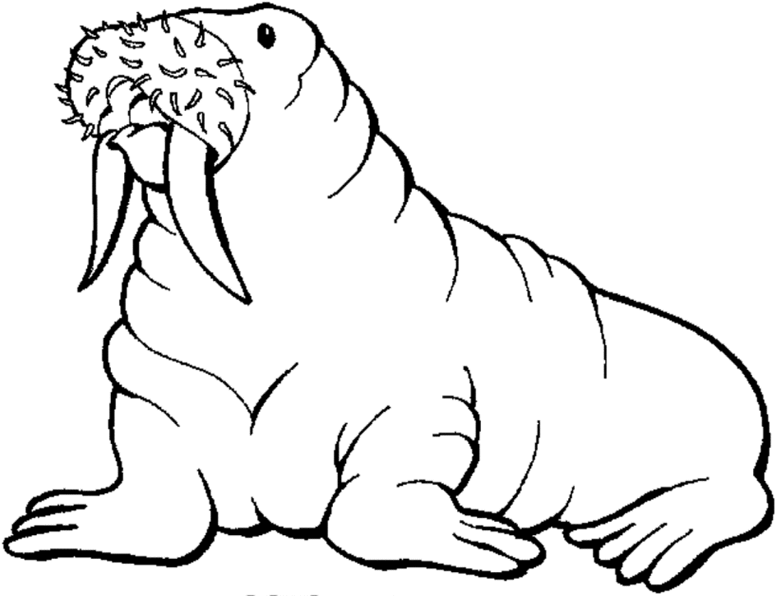 walrus colouring page 12 free animal walrus coloring sheet for kids walrus page colouring 