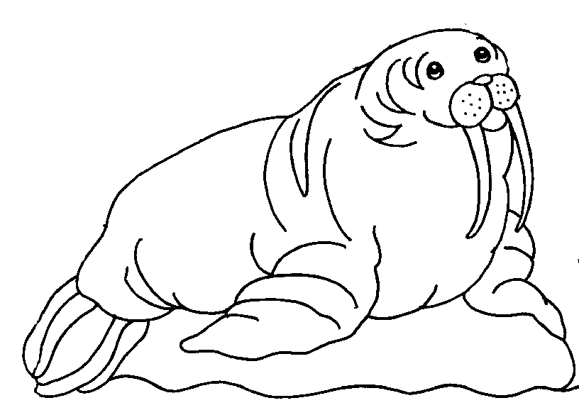 walrus colouring page free printable walrus coloring pages for kids colouring page walrus 