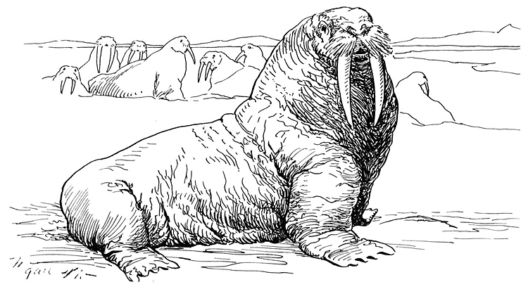 walrus colouring page free walrus coloring pages page colouring walrus 