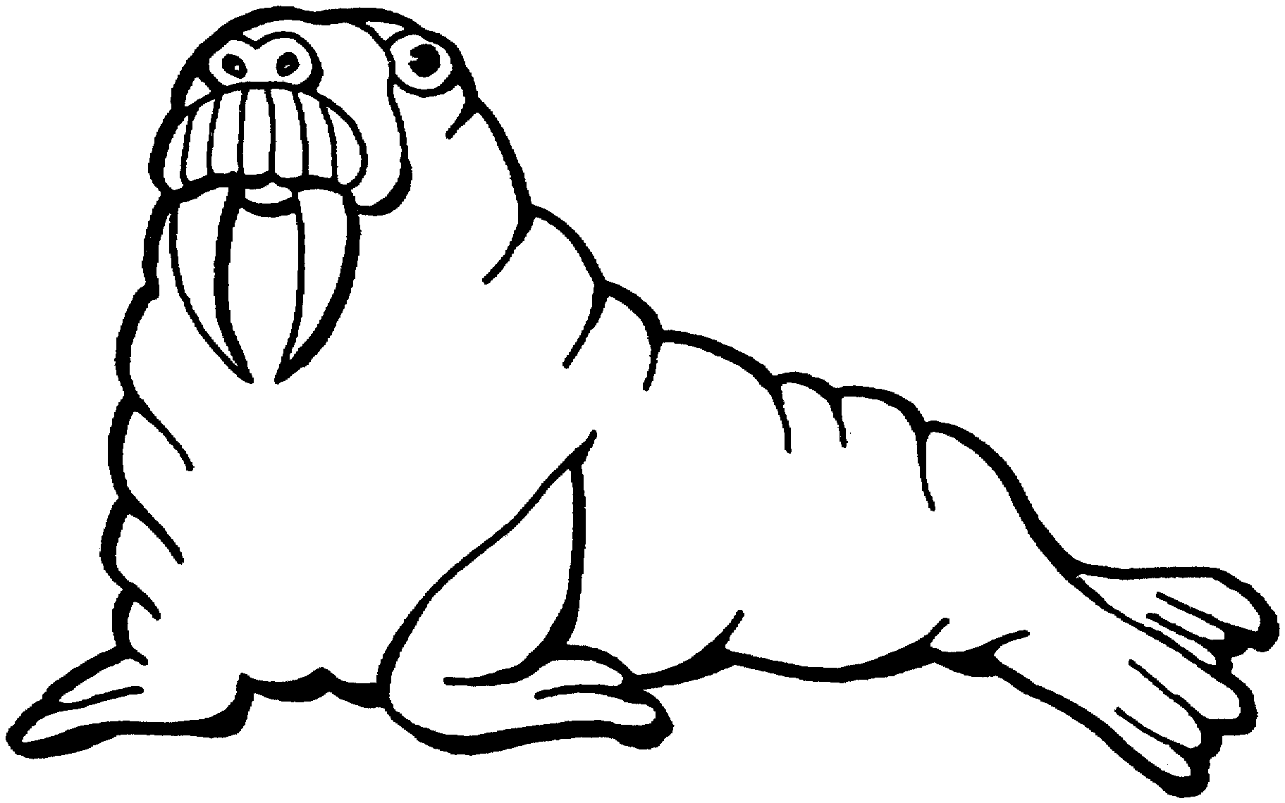 walrus colouring page free walrus coloring pages walrus colouring page 