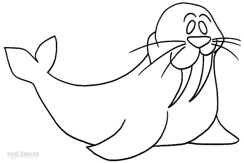 walrus colouring page walrus coloring page colordad walrus colouring page 
