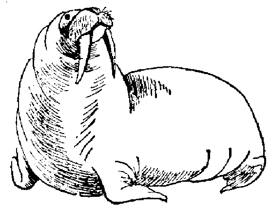 walrus colouring page walrus with cute baby coloring page free printable page walrus colouring 