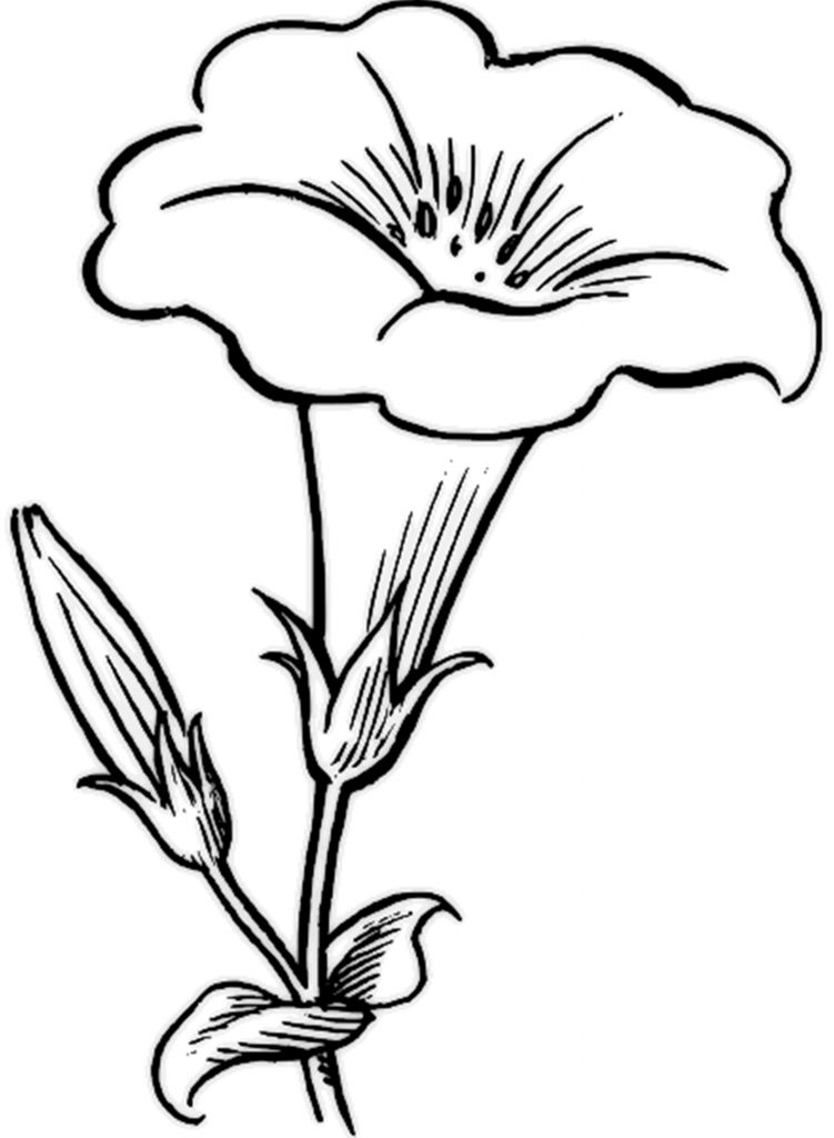 a flower coloring page vintage flower coloring pages on behance flower coloring a page 