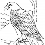 aguila arpia para colorear colorear un águila aguila para colorear arpia 