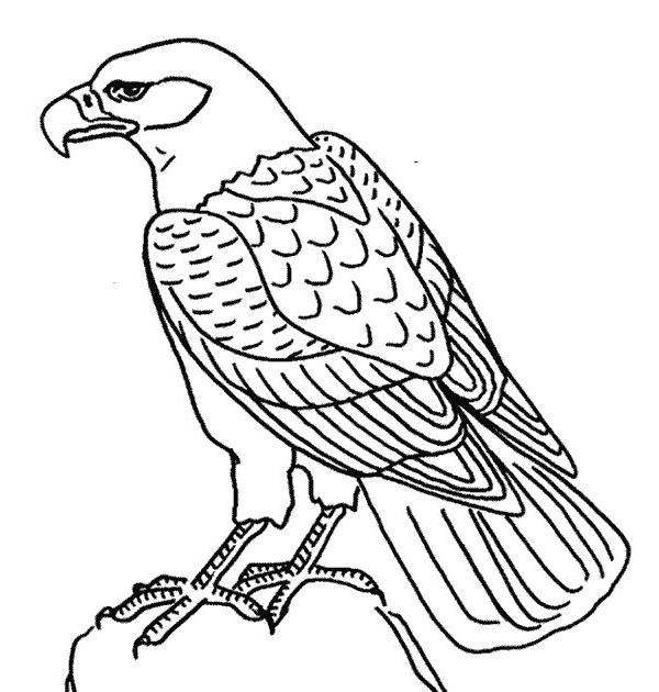 aguila arpia para colorear dibujo de Águila harpía posada sobre una rama para arpia aguila colorear para 