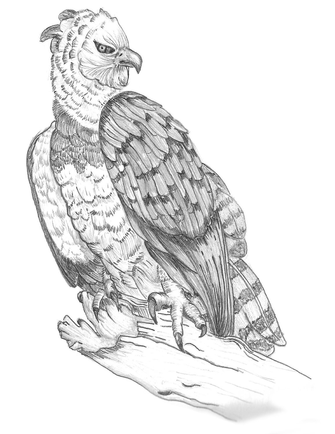 aguila arpia para colorear ilustración suramérica viva Águila arpía el ave para arpia aguila colorear 