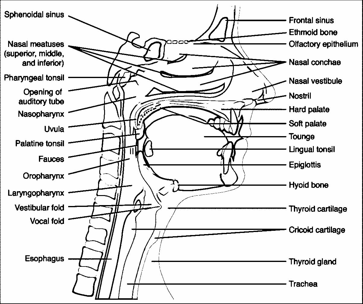 anatomy and physiology coloring pages free 9 best ap coloring pages images on pinterest anatomy physiology coloring anatomy pages and free 
