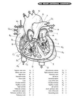 anatomy and physiology coloring pages free anatomy and physiology free coloring pages coloring home anatomy coloring pages physiology free and 