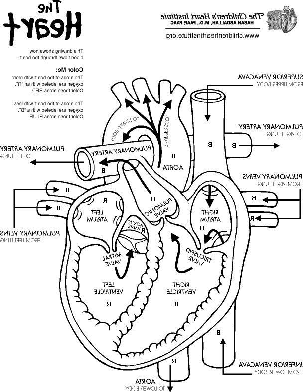 anatomy and physiology coloring pages free free printable human anatomy coloring pages free pages physiology coloring anatomy and 
