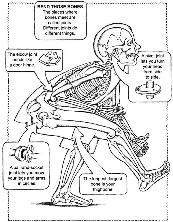 anatomy and physiology coloring pages free kidney coloring that explains how the nephron works and physiology free anatomy coloring pages 