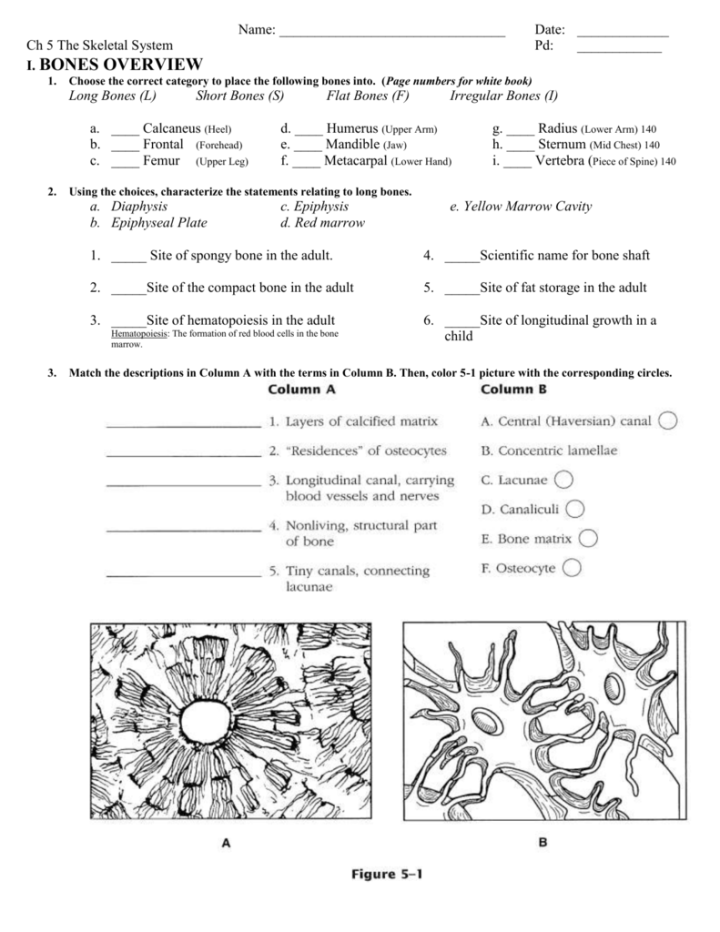 anatomy coloring book chapter 13 answers anatomy and physiology coloring workbook chapter 13 pdf 13 book coloring anatomy chapter answers 