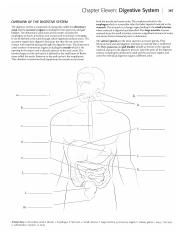 anatomy coloring book chapter 13 answers chapter 8 special senses coloring workbook answer key answers book 13 coloring chapter anatomy 