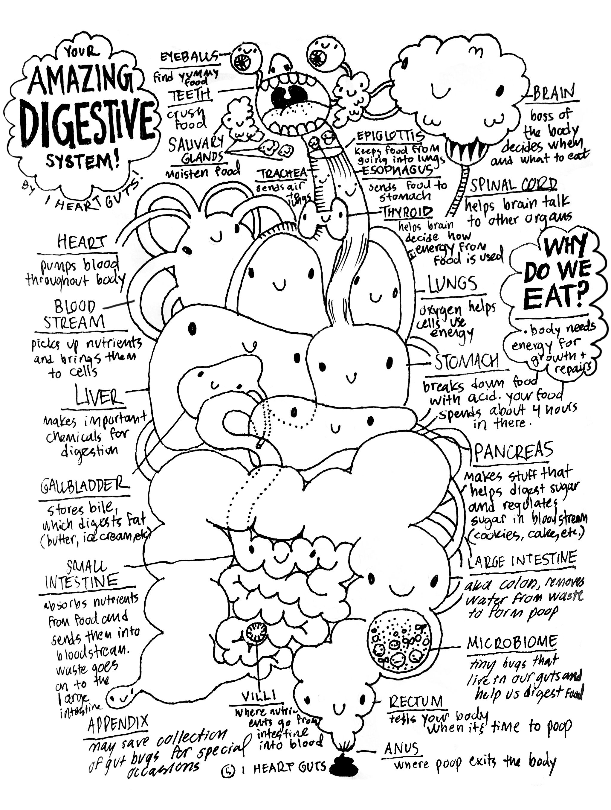 anatomy coloring page digestive system coloring page human body systems anatomy coloring page 