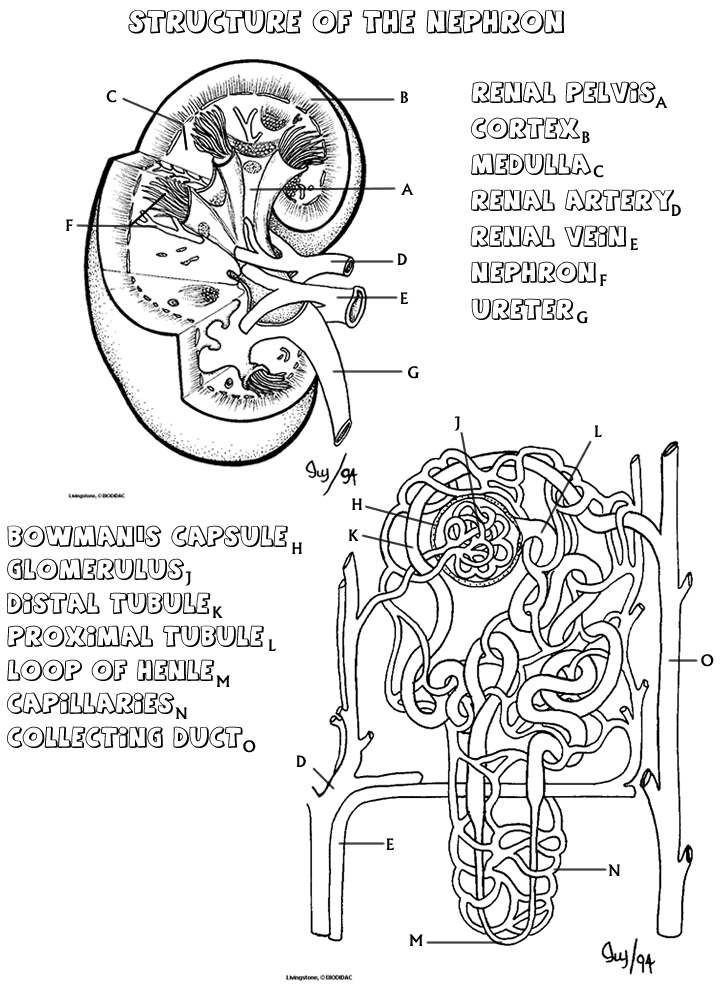 anatomy coloring page kidney coloring that explains how the nephron works coloring page anatomy 