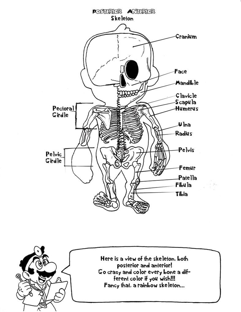 anatomy coloring page muscular system diagram worksheet world of reference coloring page anatomy 