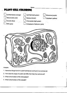 animal cell coloring biology junction 99 best science biology cells images science biology animal biology junction coloring cell 