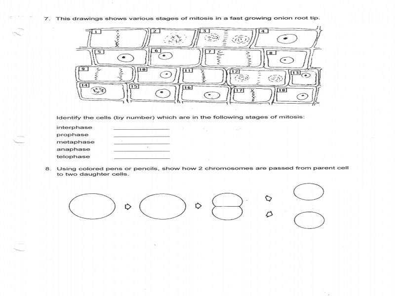 animal cell coloring biology junction animal biology coloring worksheet printable worksheets junction cell biology animal coloring 