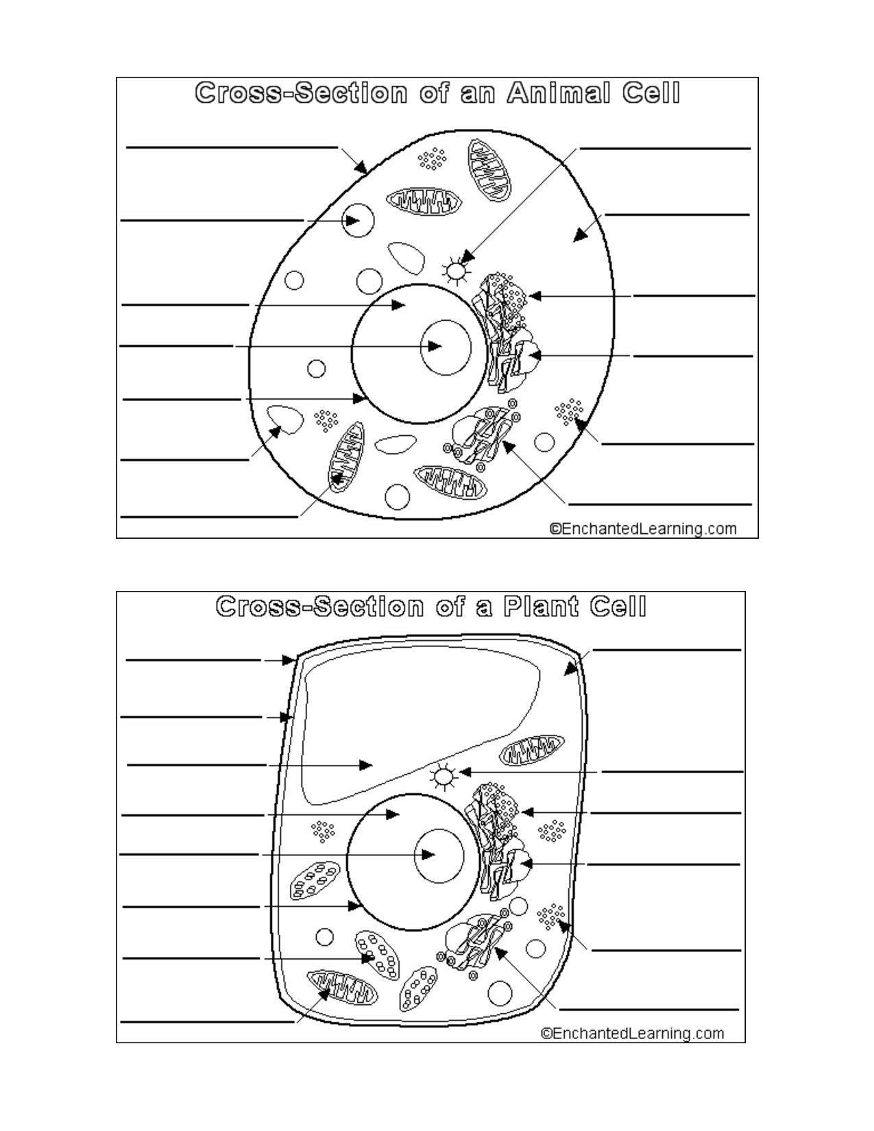 animal cell coloring biology junction biology cell membrane coloring worksheet coloring pages junction animal coloring cell biology 