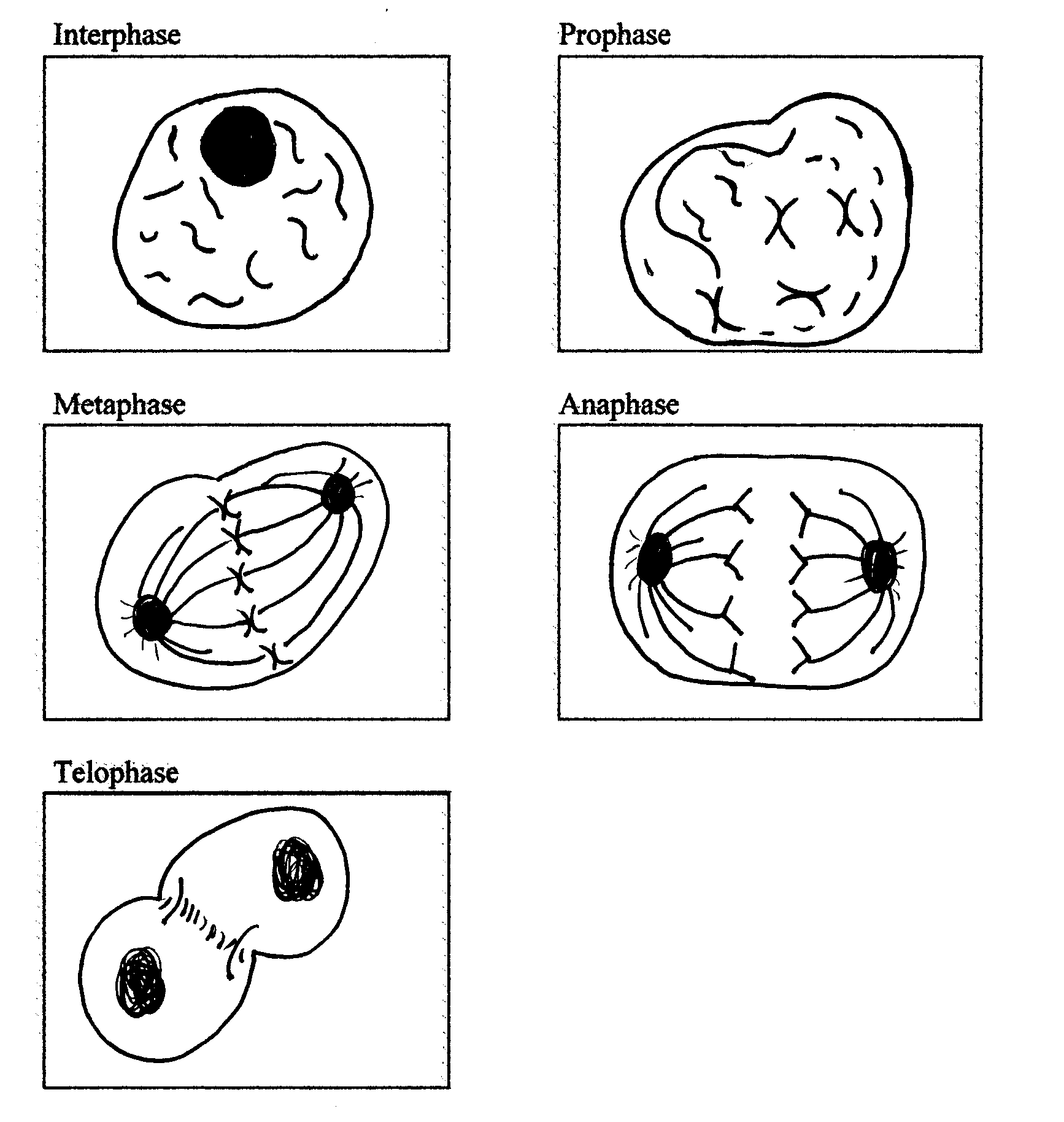 animal cell coloring biology junction worksheet the cell cycle coloring worksheet grass fedjp junction cell biology animal coloring 