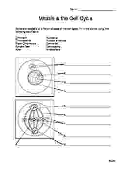 animal cell coloring packet animal and plant cells worksheet life science coloring cell animal packet 