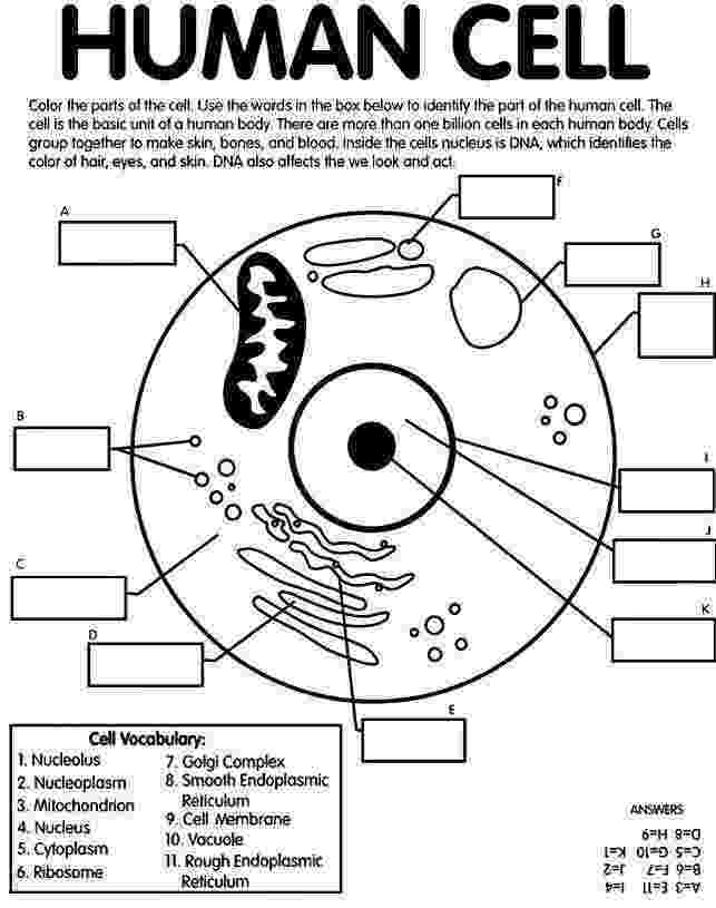 animal cell coloring packet animal cell parts worksheet animal cell diagram animal packet cell coloring 