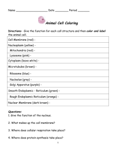 animal cell coloring packet animal plant cell worksheet cell animal coloring packet 