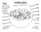 animal cell coloring packet plantanimal cells on pinterest photosynthesis plants packet coloring cell animal 