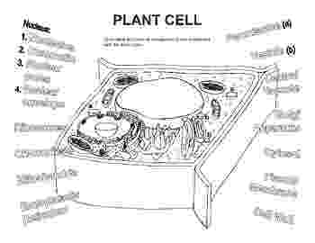 animal cell coloring packet studylibnet essys homework help flashcards research animal cell packet coloring 