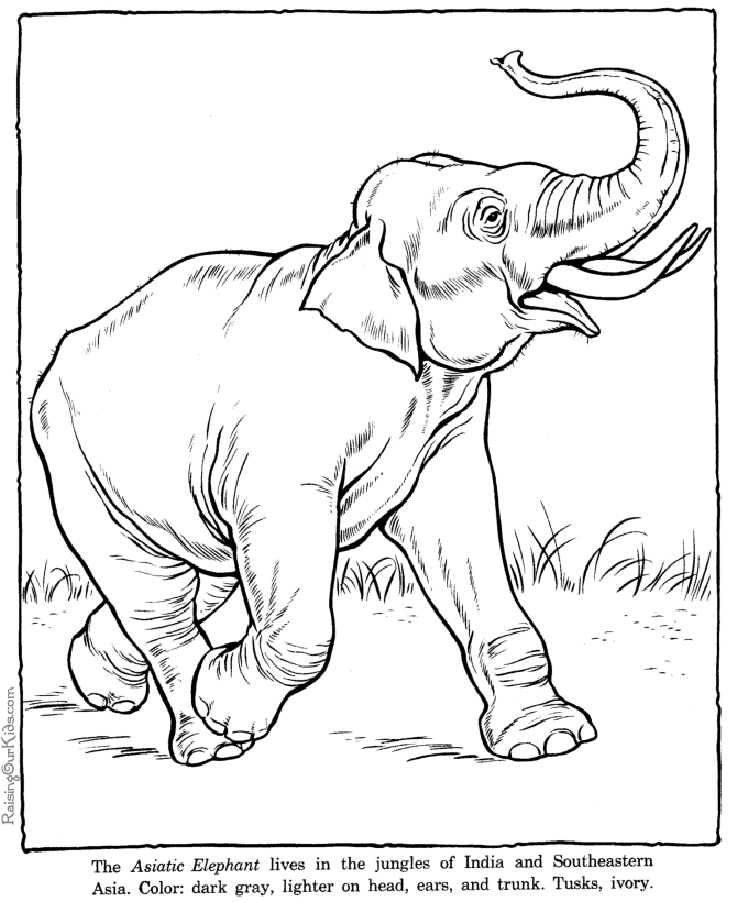 animal coloring pages elephant baby elephant coloring pages animal animal coloring elephant pages 
