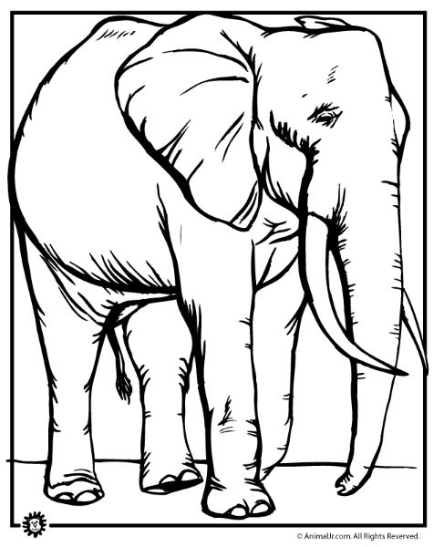 animal coloring pages elephant elephant coloring pages sheets pictures elephant pages coloring animal 